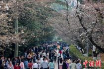 武汉大学樱花初绽 吸引游客观赏