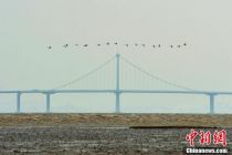 山东青岛候鸟迁徙过境胶州湾 成壮观过境潮